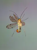 Skorpionsfliege 2013_0269