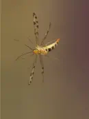 Skorpionsfliege IMG_1879