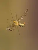 Skorpionsfliege IMG_1877