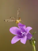 Skorpionsfliege IMG_1892