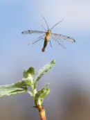 Skorpionsfliege IMG_2573