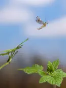 Skorpionsfliege IMG_2540