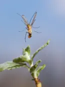 Skorpionsfliege IMG_2582