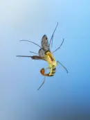 Skorpionsfliege 2013_0281