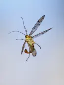 Skorpionsfliege 2013_0277