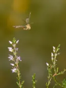 Skorpionsfliege IMG_1726