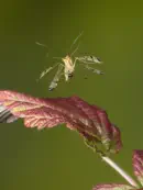 Skorpionsfliege IMG_1792a