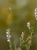 Skorpionsfliege IMG_1713a