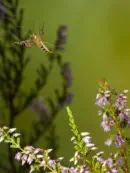 Skorpionsfliege IMG_1696b