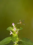 Skorpionsfliege IMG_1646