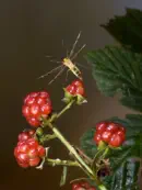 Skorpionsfliege IMG_1845a