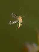 Skorpionsfliege IMG_1846a
