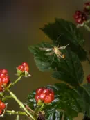 Skorpionsfliege IMG_1840