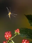 Skorpionsfliege IMG_1835a