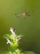 Skorpionsfliege IMG_1639