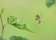 Skorpionsfliege 2013_2013_0344