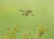 Skorpionsfliege 2013_2013_0348