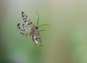 Skorpionsfliege 2013_IMG_5299