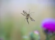 Skorpionsfliege 2013_IMG_5293