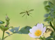 Skorpionsfliege 2013_2013_0346