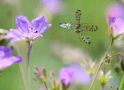 Skorpionsfliege 2013_IMG_5289