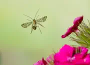 Skorpionsfliege 2013_2013_0349