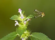 Skorpionsfliege IMG_1643a