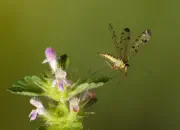 Skorpionsfliege IMG_1640