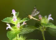 Skorpionsfliege IMG_1634b