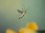Skorpionsfliege 2013_2013_0288
