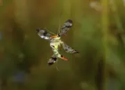 Skorpionsfliege 2010_IMG_4902