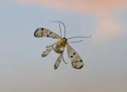 Skorpionsfliege 2013_IMG_5315