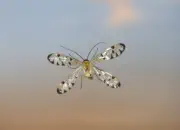 Skorpionsfliege 2013_IMG_5305