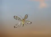 Skorpionsfliege 2013_IMG_5302