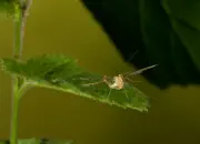 Skorpionsfliege IMG_11984