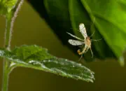 Skorpionsfliege IMG_11977