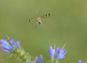 Skorpionsfliege IMG_6744