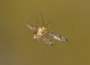 Skorpionsfliege IMG_1899