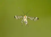 Skorpionsfliege 2013_IMG_6746