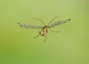 Skorpionsfliege 2013_2013_IMG_6452