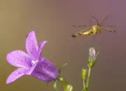 Skorpionsfliege IMG_1857b