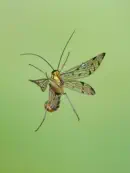 Skorpionsfliege 2013_0347