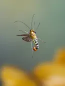 Skorpionsfliege 2013_0292