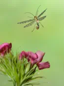Skorpionsfliege 2013_0334