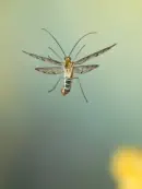Skorpionsfliege 2013_0291