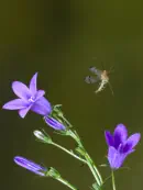 Skorpionsfliege Weibchen  IMG_1603