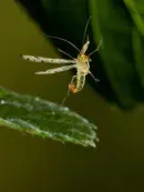 Skorpionsfliege IMG_11979