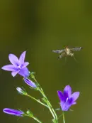 Skorpionsfliege IMG_1609