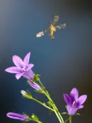 Skorpionsfliege IMG_1611