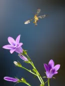 Skorpionsfliege IMG_1611a